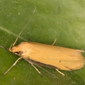 Philobota protecta at Melba, ACT - 22 Oct 2021 10:24 PM