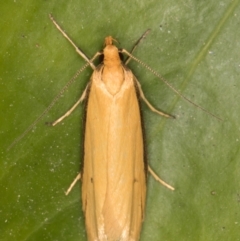 Philobota protecta at Melba, ACT - 22 Oct 2021 10:24 PM