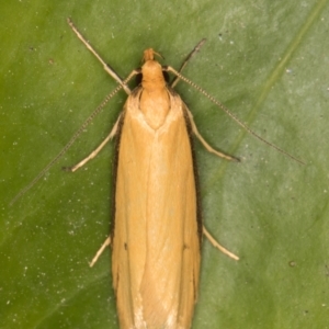 Philobota protecta at Melba, ACT - 22 Oct 2021