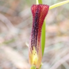 Cryptostylis hunteriana (Leafless Tongue Orchid) at Vincentia, NSW - 22 Dec 2021 by AnneG1