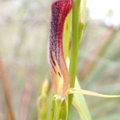 Cryptostylis hunteriana at Vincentia, NSW - 22 Dec 2021