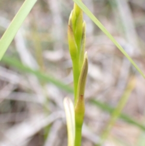 Cryptostylis hunteriana at Vincentia, NSW - 22 Dec 2021