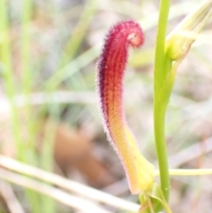 Cryptostylis hunteriana at Vincentia, NSW - suppressed