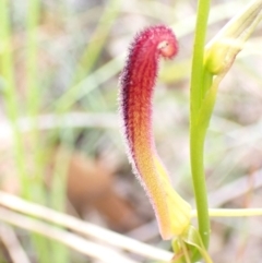 Cryptostylis hunteriana at Vincentia, NSW - 22 Dec 2021