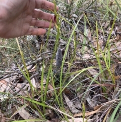 Cryptostylis hunteriana at Vincentia, NSW - 22 Dec 2021