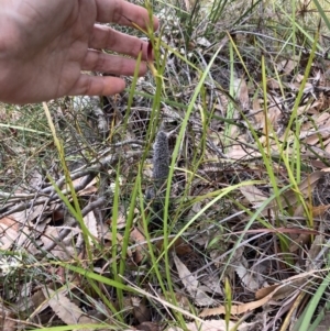 Cryptostylis hunteriana at Vincentia, NSW - 22 Dec 2021