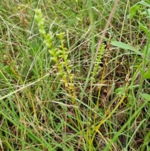 Microtis sp. at Yarralumla, ACT - suppressed