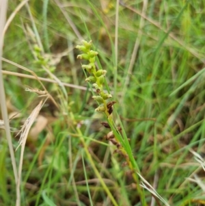 Microtis sp. at Yarralumla, ACT - suppressed