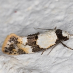 Euphiltra angustior (A Concealer moth (Wingia group) at Melba, ACT - 22 Oct 2021 by kasiaaus