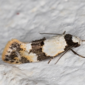 Euphiltra angustior at Melba, ACT - 22 Oct 2021