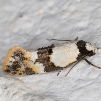 Euphiltra angustior (A Concealer moth (Wingia group) at Melba, ACT - 22 Oct 2021 by kasiaaus