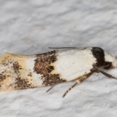 Euphiltra angustior at Melba, ACT - 22 Oct 2021 10:16 PM