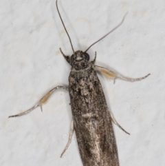 Lepidoptera sp, unclassified ADULT moth at Melba, ACT - 22 Oct 2021 by kasiaaus