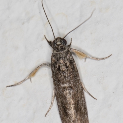 Unidentified Other moth at Melba, ACT - 22 Oct 2021 by kasiaaus