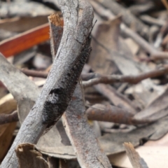 Glenoleon sp. (genus) (Antlion lacewing) at Mount Jerrabomberra QP - 26 Dec 2021 by Steve_Bok