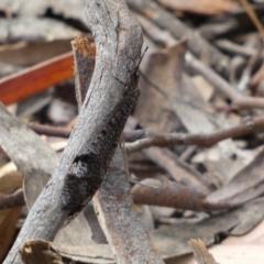 Glenoleon sp. (genus) at Jerrabomberra, NSW - 26 Dec 2021