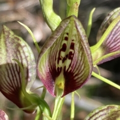 Cryptostylis erecta (Bonnet Orchid) at Vincentia Bushcare - 20 Dec 2021 by AnneG1