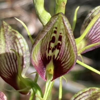 Cryptostylis erecta (Bonnet Orchid) at Vincentia Bushcare - 20 Dec 2021 by AnneG1