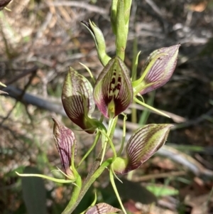 Cryptostylis erecta at Vincentia, NSW - 21 Dec 2021