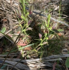 Cryptostylis erecta at Vincentia, NSW - 21 Dec 2021