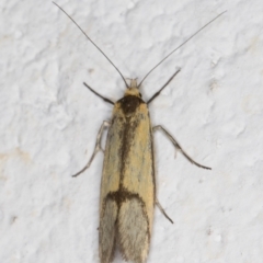 Philobota undescribed species near arabella at Melba, ACT - 22 Oct 2021