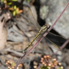 Orthetrum caledonicum (Blue Skimmer) at Jerrabomberra, NSW - 26 Dec 2021 by SteveBorkowskis