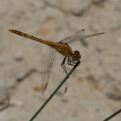 Diplacodes bipunctata (Wandering Percher) at Jerrabomberra, NSW - 26 Dec 2021 by SteveBorkowskis