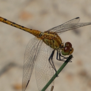 Diplacodes bipunctata at Jerrabomberra, NSW - 26 Dec 2021