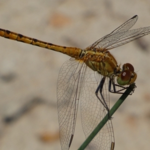 Diplacodes bipunctata at Jerrabomberra, NSW - 26 Dec 2021