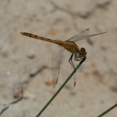 Diplacodes bipunctata at Jerrabomberra, NSW - 26 Dec 2021