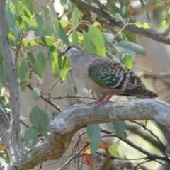 Phaps chalcoptera (Common Bronzewing) at Mount Jerrabomberra - 26 Dec 2021 by Steve_Bok