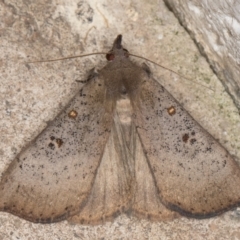 Rhapsa suscitatalis (Wedged Rhapsa) at Melba, ACT - 22 Oct 2021 by kasiaaus