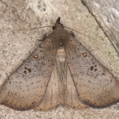 Rhapsa suscitatalis (Wedged Rhapsa) at Melba, ACT - 22 Oct 2021 by kasiaaus