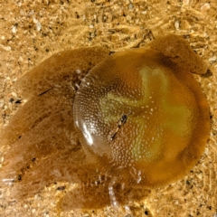 Unidentified Jellyfish / hydroid  (TBC) at Tuross Head, NSW - 26 Dec 2021 by HelenCross