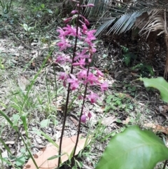 Dipodium punctatum (Blotched Hyacinth Orchid) at Guerilla Bay, NSW - 27 Dec 2021 by ShelleyC