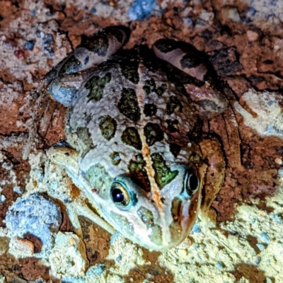 Limnodynastes tasmaniensis (Spotted Grass Frog) at Lions Youth Haven - Westwood Farm - 25 Dec 2021 by HelenCross