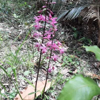 Dipodium punctatum (Blotched Hyacinth Orchid) at Guerilla Bay, NSW - 27 Dec 2021 by Smiley