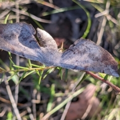 Circopetes obtusata (Grey Twisted Moth) at QPRC LGA - 22 Dec 2021 by camcols