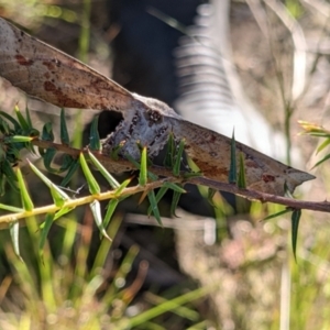 Circopetes obtusata at Currawang, NSW - 22 Dec 2021