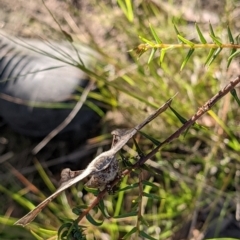 Circopetes obtusata at Currawang, NSW - suppressed