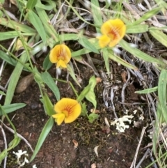 Zornia dyctiocarpa var. dyctiocarpa (Zornia) at Mount Ainslie - 25 Dec 2021 by SilkeSma