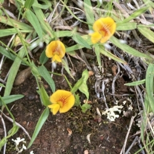 Zornia dyctiocarpa var. dyctiocarpa at Pialligo, ACT - 26 Dec 2021