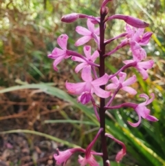 Dipodium roseum (Rosy Hyacinth Orchid) at Jervis Bay, JBT - 22 Dec 2021 by AlexJ