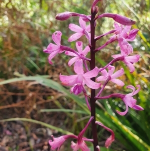 Dipodium roseum at Jervis Bay, JBT - 22 Dec 2021