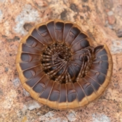 Gigantowales chisholmi (A millepede) at Cotter Reserve - 27 Dec 2021 by rawshorty