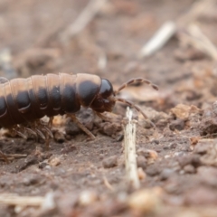 Gigantowales chisholmi at Paddys River, ACT - 27 Dec 2021 08:54 AM