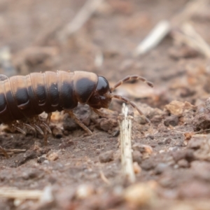 Gigantowales chisholmi at Paddys River, ACT - 27 Dec 2021