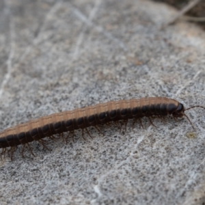 Gigantowales chisholmi at Paddys River, ACT - 27 Dec 2021