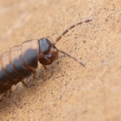 Gigantowales chisholmi at Paddys River, ACT - 27 Dec 2021