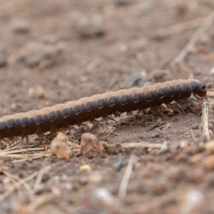 Gigantowales chisholmi at Paddys River, ACT - 27 Dec 2021